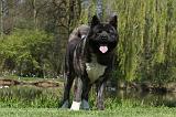 AKITA AMERICAIN 477